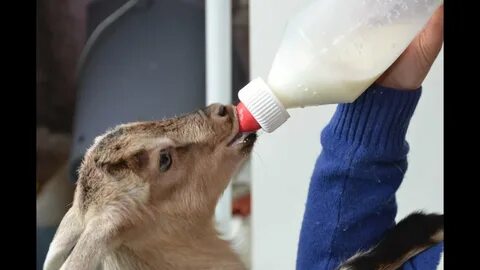 Когда козлятам давать воду