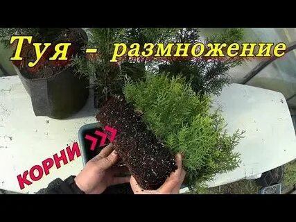Укоренить тую зимой