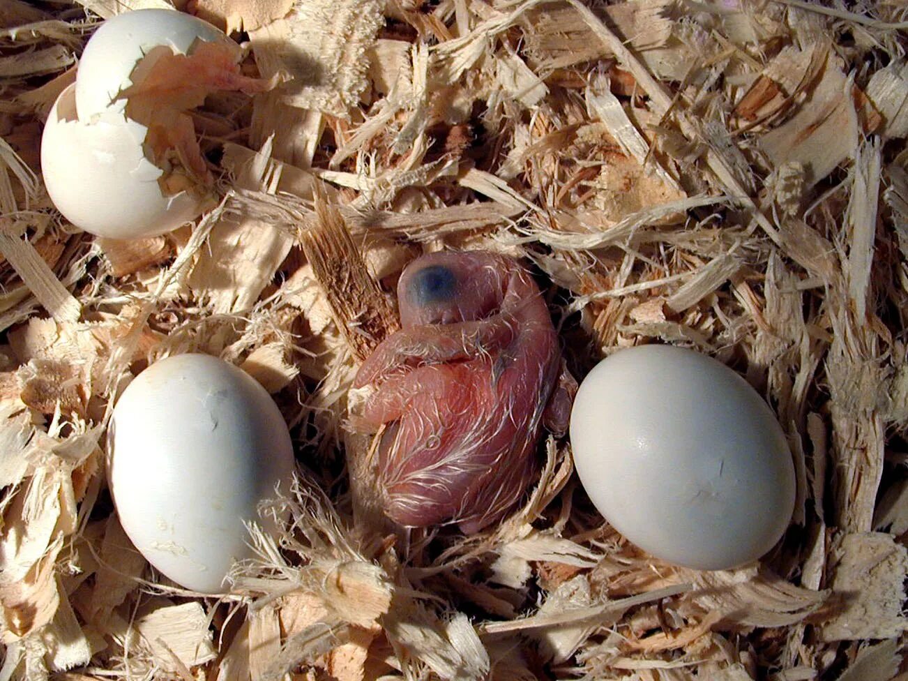 Горлица высиживает яйца. Птица высиживает яйца голубь. Голубиные яйца и птенцы. Попугай высиживает яйца. Птица вылупляется из яйца