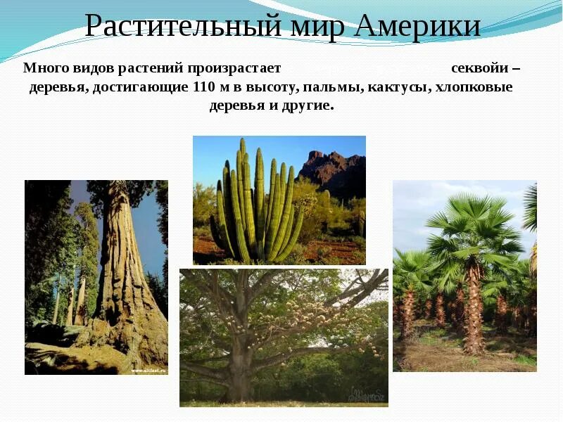 Америка растительный и животный мир. Животные северной америки. Животный мир южной америки. Представители животных южной америки. Америка растительный и животный мир.
