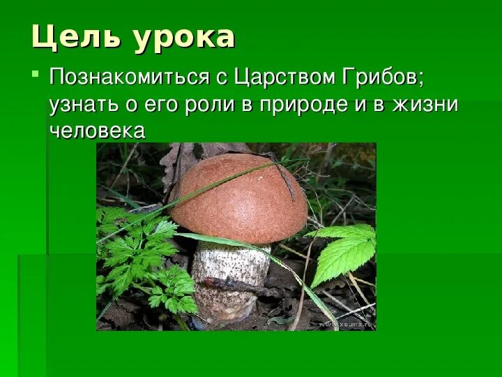 Что такое грибница 3 класс окружающий. Презентация по окружающему миру в царстве грибов 3 класс школа россии. что такое грибница 3 класс окружающий мир. ведущий программы царство грибов. мухомор царство тип класс.