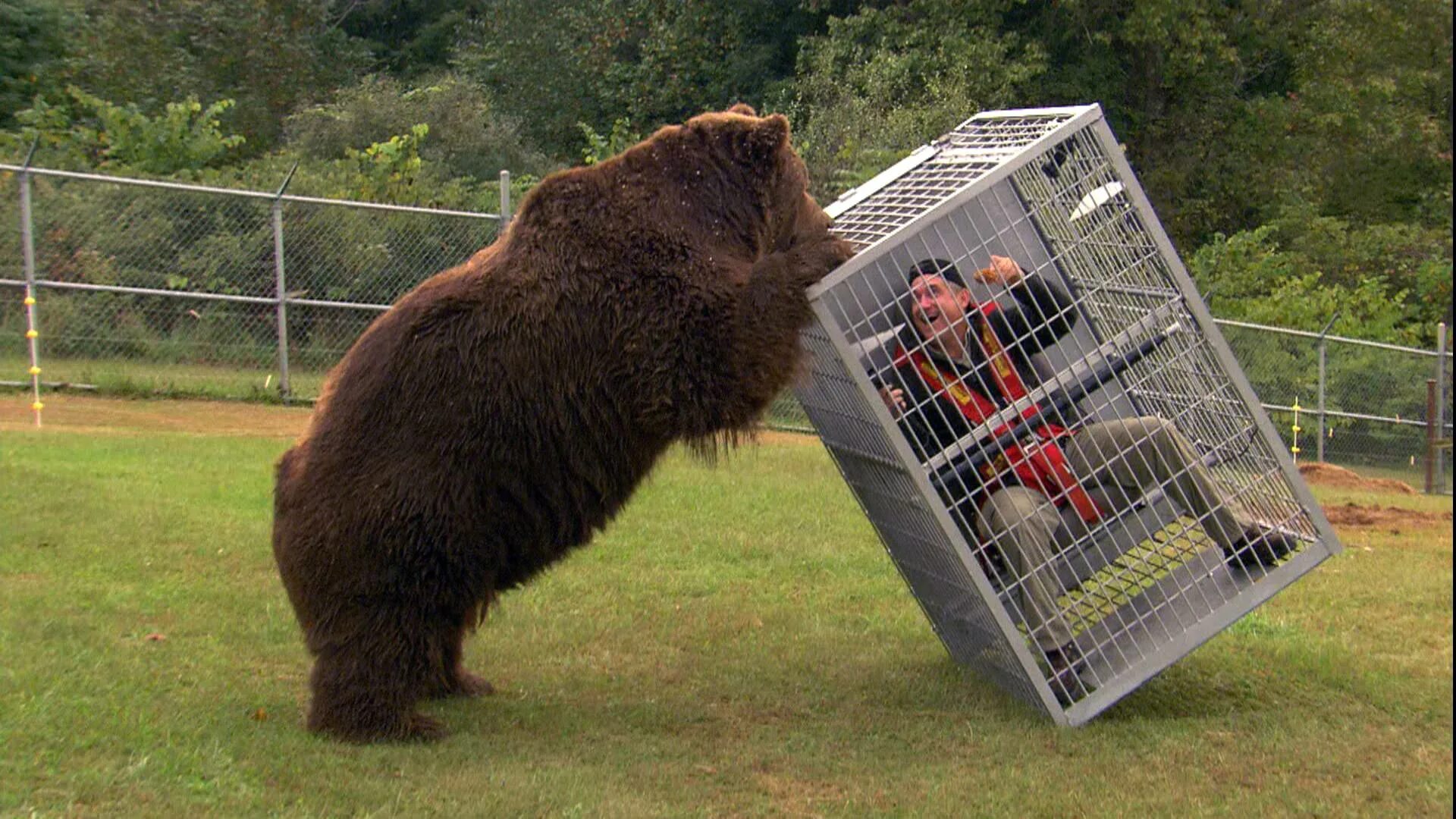 Бурый медведь Кадьяк. Самый большой в мире медведь Гризли. Медведь Кадьяк самый большой в мире.