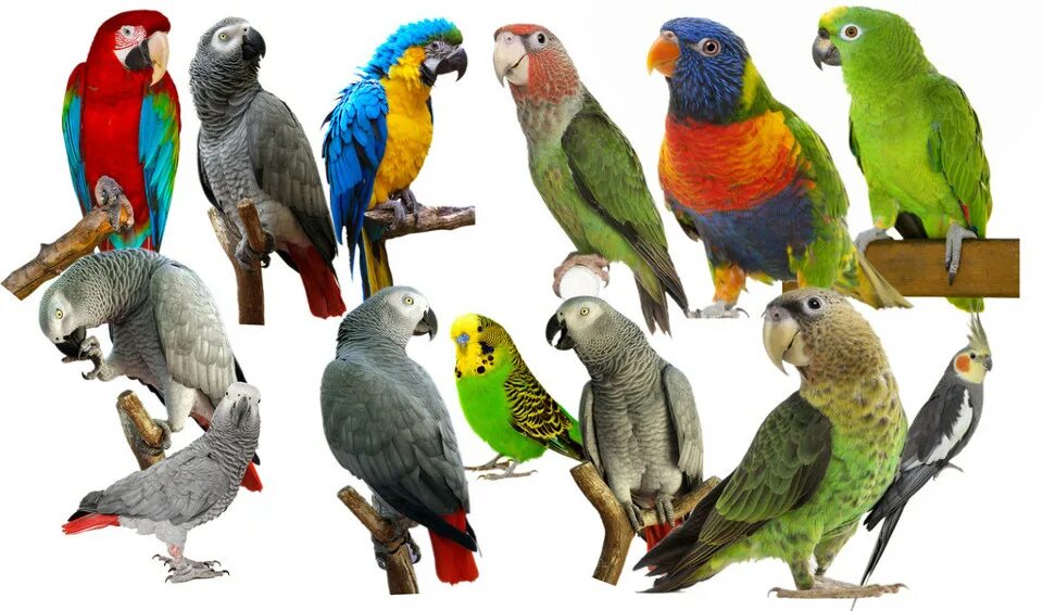 Parrots names. Попугай жако разноцветный. Средние попугаи. Попугаи разновидности на белом фоне. Средние попугаи на белом фоне.