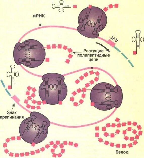 Синтез белка механизмы. Синтез белков схема. Биосинтез белка схема. Синтез белка схема. Схема биосинтеза белка в живой клетке.
