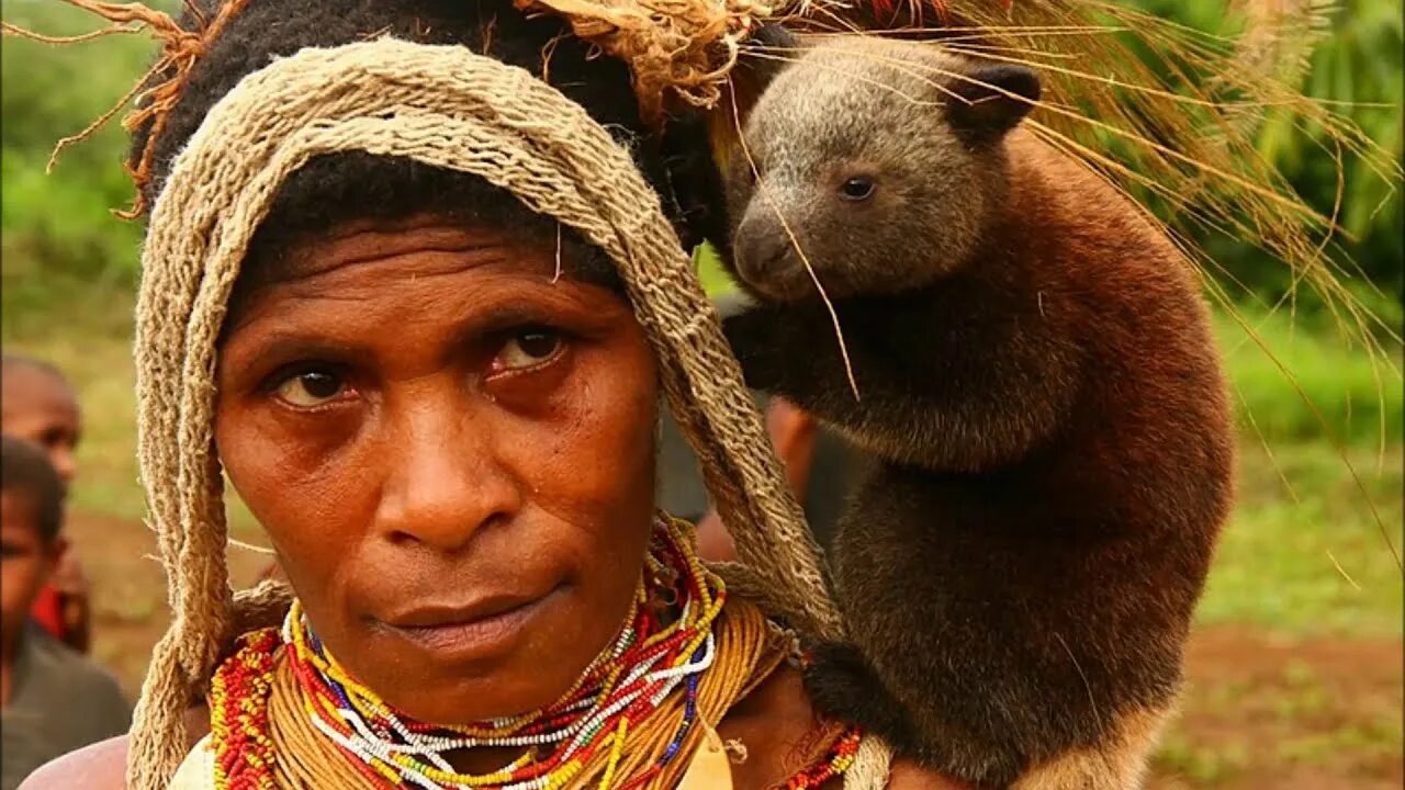 Кенгуру Дориа. Коренные народы Австралии. Новая Гвинея жители. Жители Океании. Народы новой гвинеи