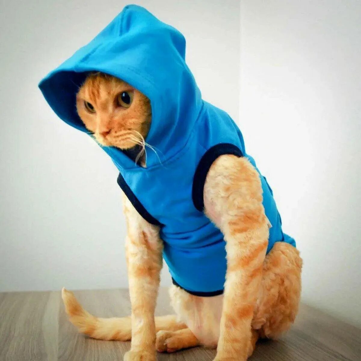 Популярные котики с одеждой