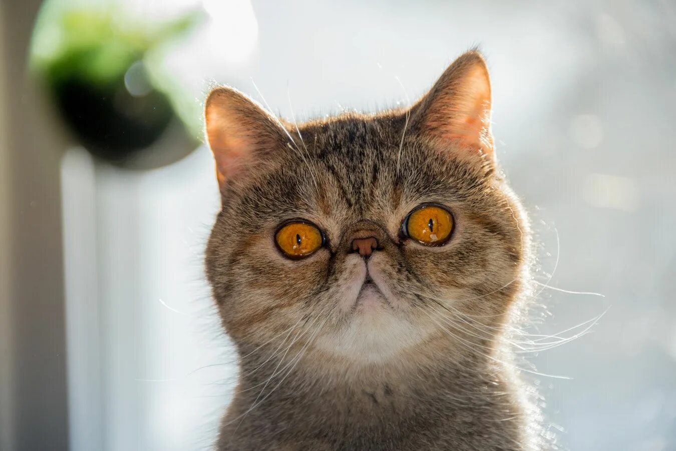 Cat most