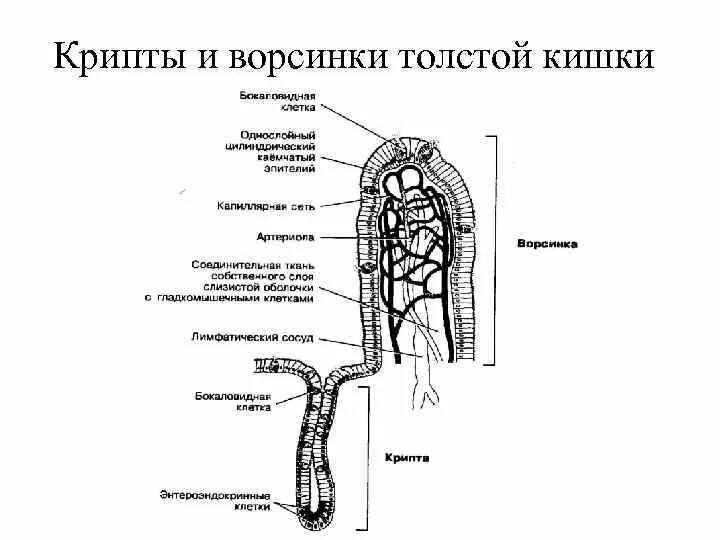Строение кишечной аорсчнкеи схема. Строение крипт. Схема строения кишечной ворсинки. Строение крипт. Кишечные ворсинки тонкого кишечника схема.