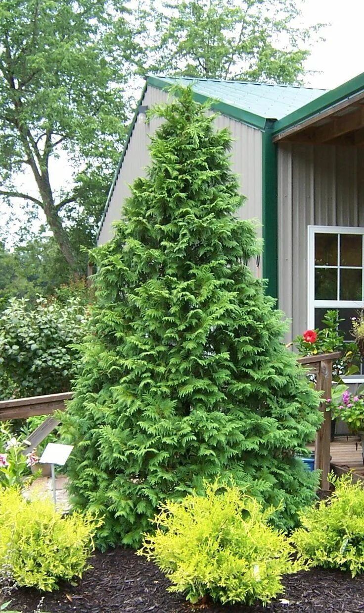 The Oregon Garden Announces Expansion Plans for Rare Conifer Garden Идеи для сад