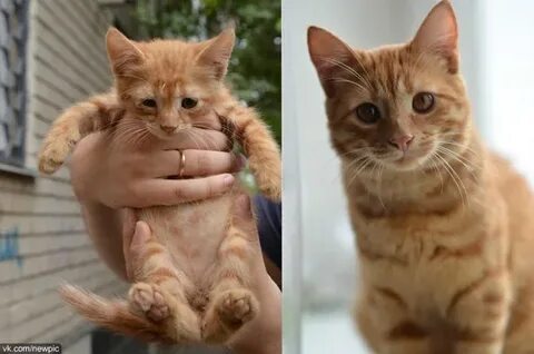 Генотип рыжего кота