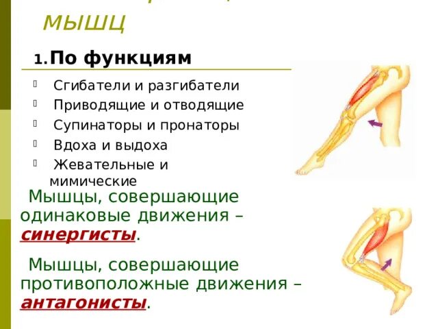 Виды движения мышц. Регуляция работы скелетных мышц. Работа мышц и ее регуляция. Работа мышц и ее регуляция. Работа мышц и ее регуляция.