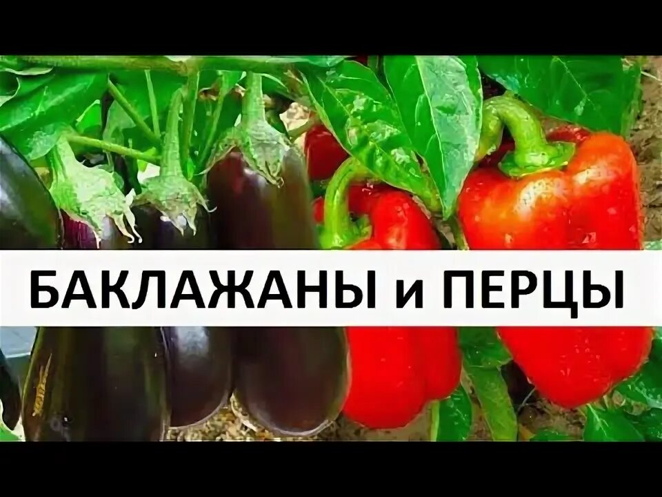 Можно садить перцы и баклажаны. Когда сеять перец и баклажаны. Когда сажаперец, баклажан. Когда садить перец и баклажаны. Когда садить баклажаны и перец сладкий.