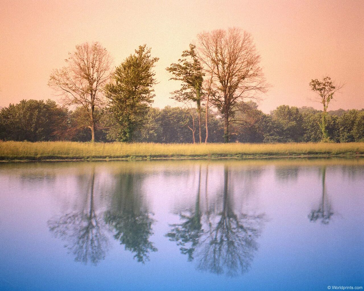 Деревья смотрят в воду. Деревья смотрят в озеро. Отражения в весенних Водах зелёных деревьев.