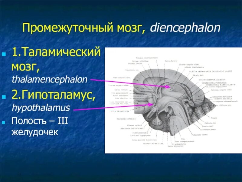 Полость промежуточного мозга 3 желудочек. Промежуточный мозг атлас. Таламический мозг. Thalamencephalon анатомия.