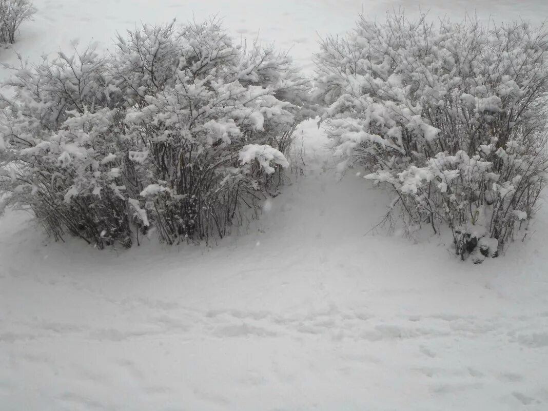 кусты зимой. куст снег. куст снег. куст снег. зимние кусты.