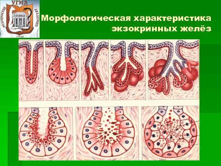 Железистый эпителий анатомия. Типы секреции экзокринных желез. Строение экзокринной железы гистология. Экзокринные железы схема.