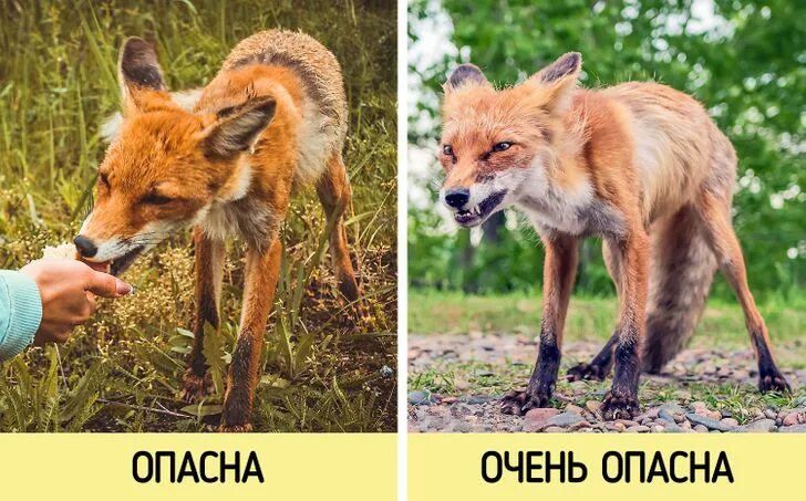 Как выглядит человек лиса Скачать обои природа, человек, лиса, раздел разное в разрешении 1920x1200
