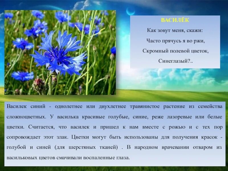 Василек синий текст. Семейство Сложноцветные Василек синий. Василёк синий описание. Василёк цветок описание. Василек синий доклад.