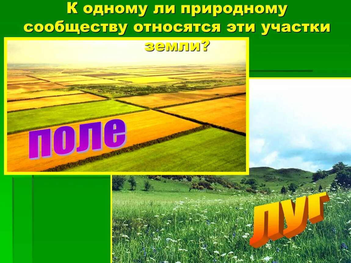 Поле для презентации. Природное сообщество поле. Луг и поле разница. Поле и его обитатели 3. Чем поле отличается от луга кратко