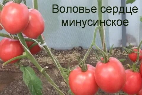Томат минусинский воловье сердце