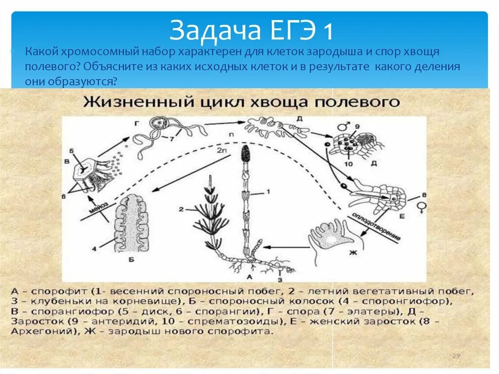 Зародыш хвоща хромосомный набор