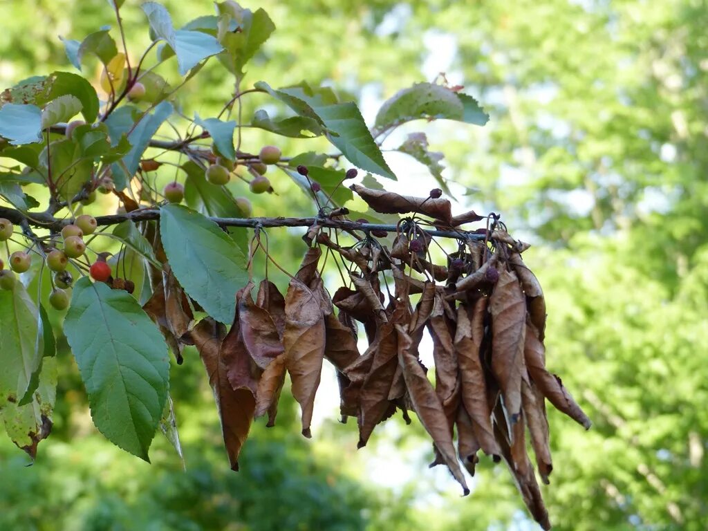 Клён ясенелистный вертолетики. Не успевшие отцвести лесные. Не успевшие отцвести лесные. Багульник забайкальский. Грушевая тля-листовертка.