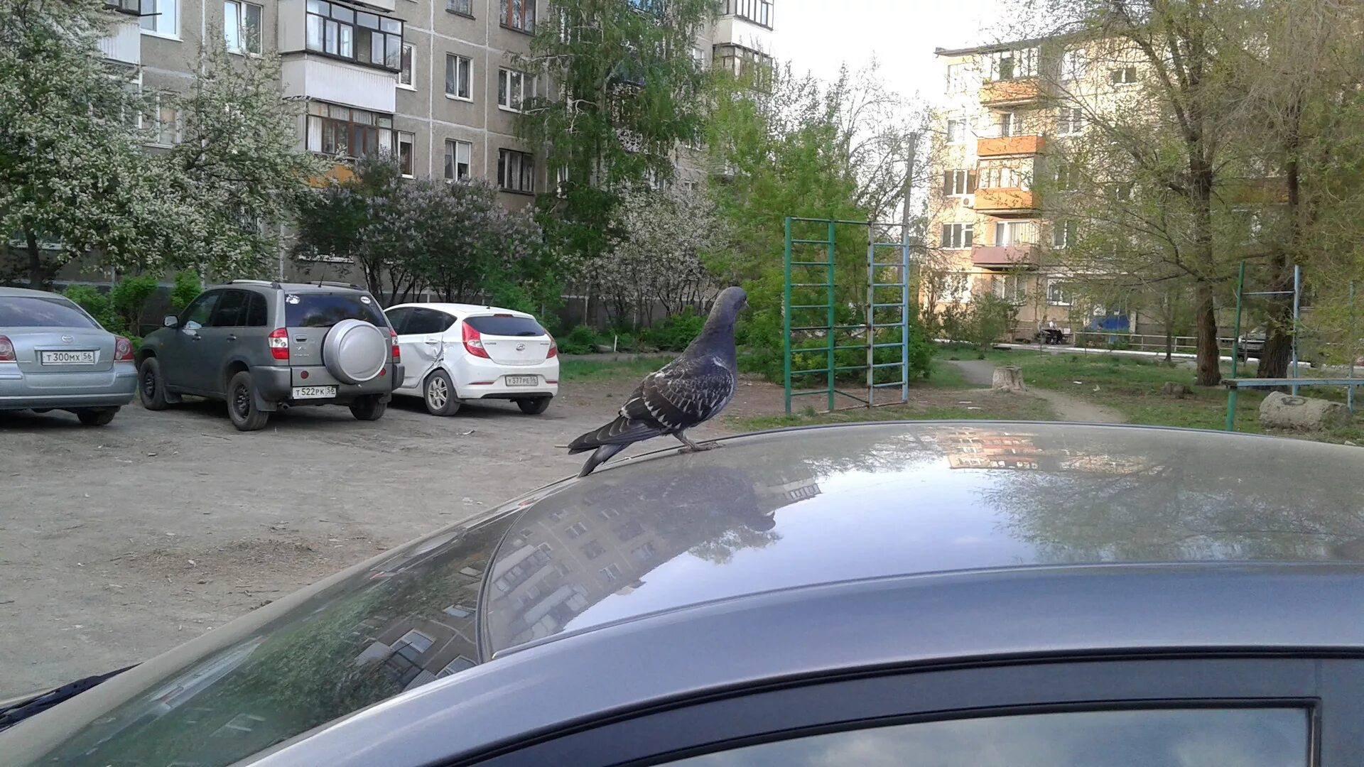 Автомобиль голубятня. Машина голубь. Голубь и авто. Голуби нагадили на машину. Сбитый машиной голубь