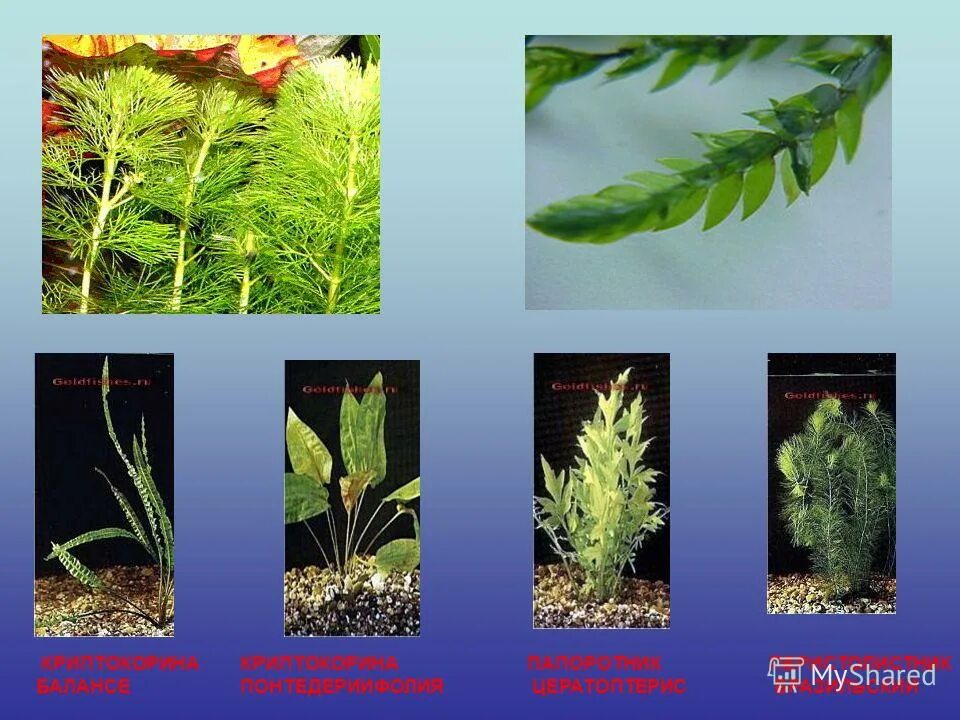 Элодея аквариумное. Аквариумное растение элодея канадская. Валлиснерия спиральная аквариумное растение. Криптокорина перистолистник. Элодея густолиственная (elodea densa).