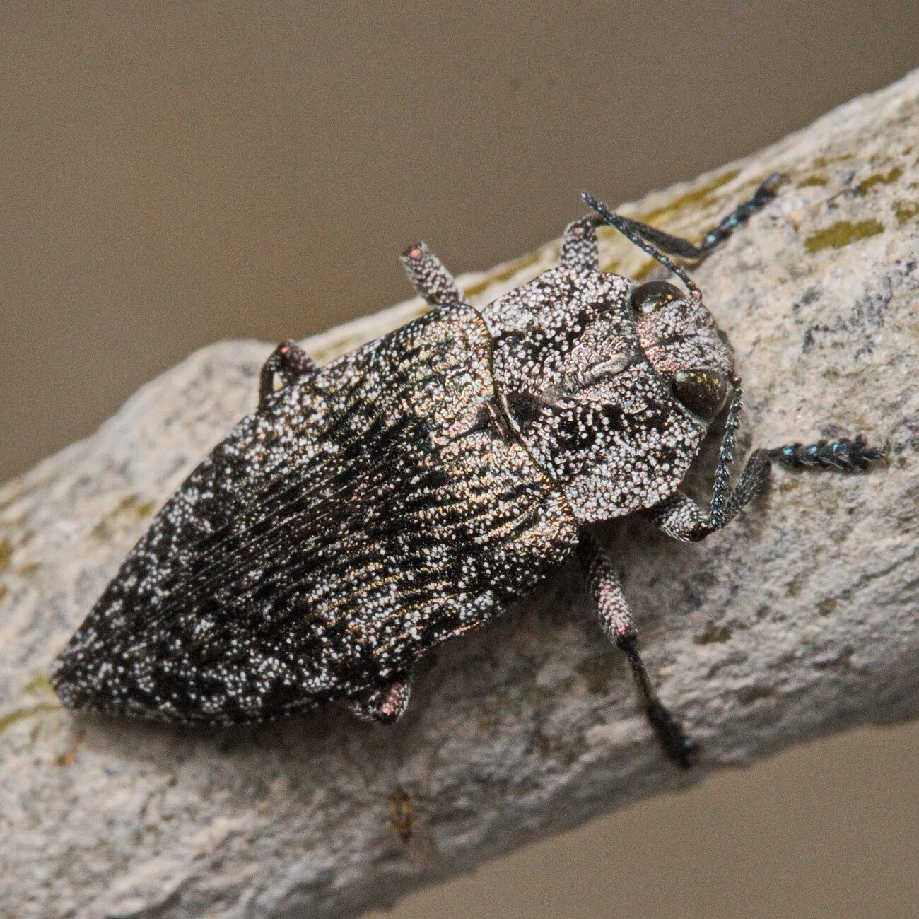 Пестрый жук. Жук веероус. Осиновая Златка Poecilonota variolosa. Жук Златка. Buprestidae Златки.