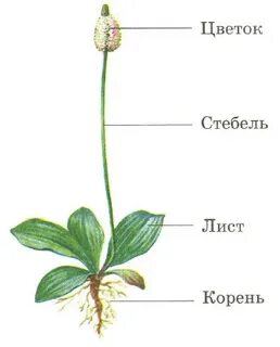 Лист листик корень