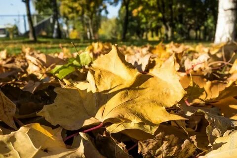 Осень осень листья сбросил кто поет