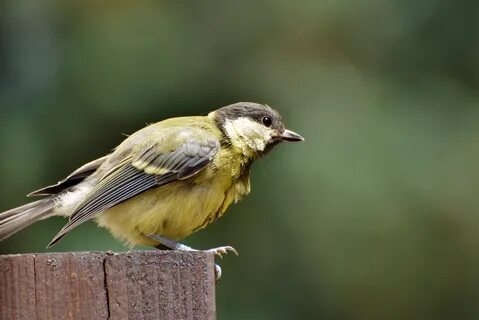 Small bird