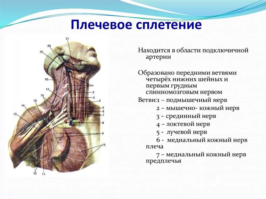 Ветви плечевого сплетения анатомия. Плечевое сплетение таблица иннервации. Шейное сплетение спинномозговых нервов анатомия. Шейное сплетение спинномозговых нервов схема.