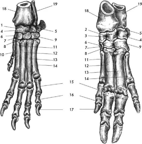 Кости пальцы птицы. Кости запястья собаки анатомия. Сесамовидные кости кисти лошади. Кости запястья свиньи анатомия. Анатомия плюсны собаки.