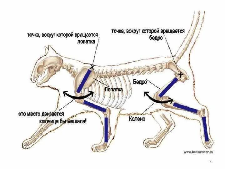 Где находится лапок. Скелет кошки сбоку. Строение скелета собаки задних конечностей. Анатомия кошек Ветеринария скелет. Скелет кошки с названием костей.