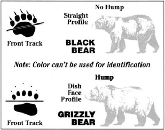 Bear заметки. Black Bear vs Grizzly. Black Bear vs Brown Bear. Grizzly Bear l2. Перевод глагола bear bore born