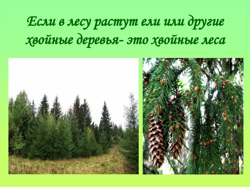 Где растет ель природная зона. Сообщение про хвойные леса. В лесу ель растёт. Проект на тему хвойные деревья. Хвойные леса презентация.