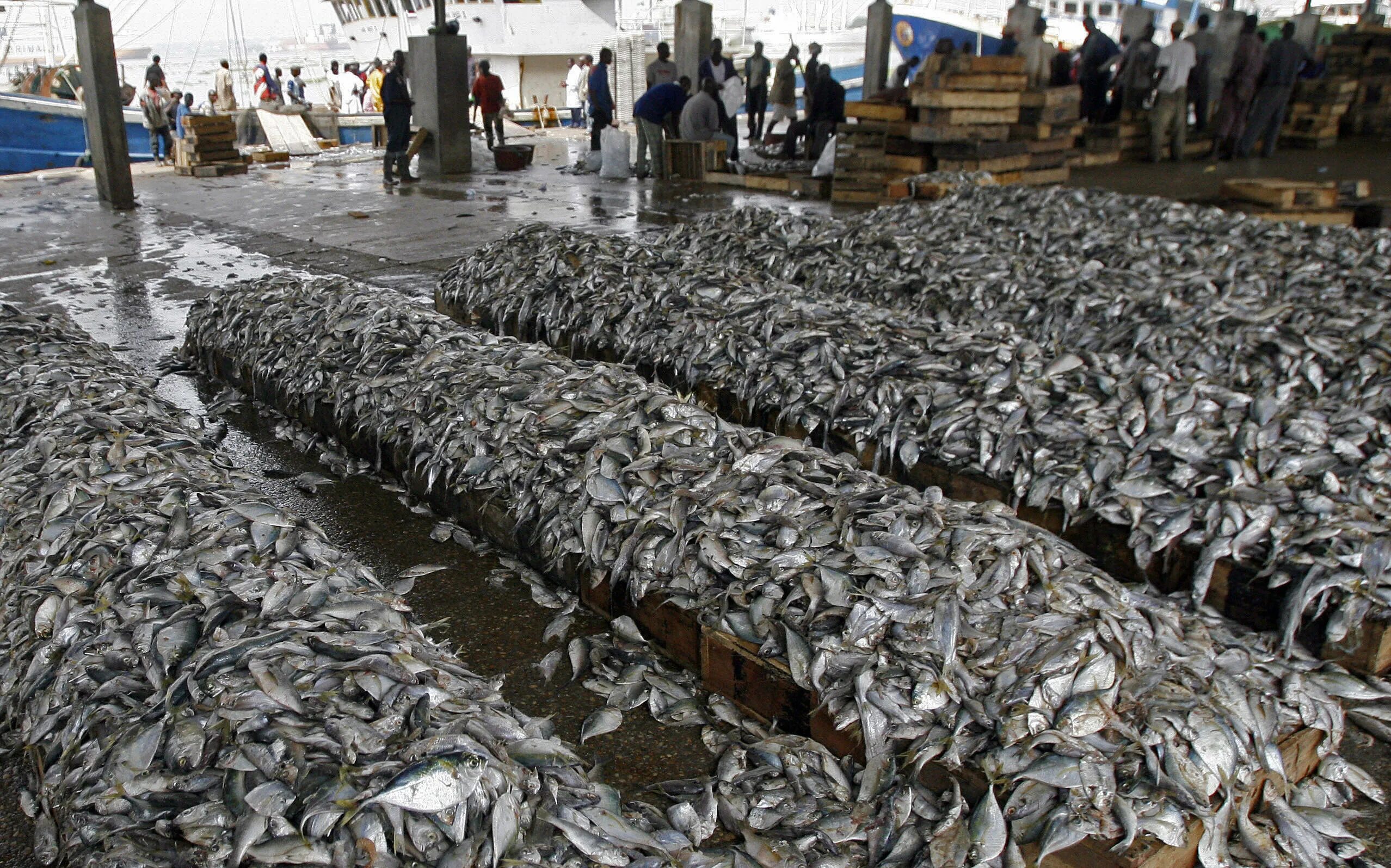 Морской промысел рыб. Рыболовство и экология. Поставка рыбы. Экология рыб. Китай Дикие рыбы.