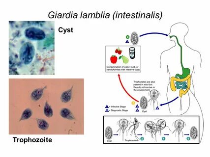 Лямблии lamblia intestinalis