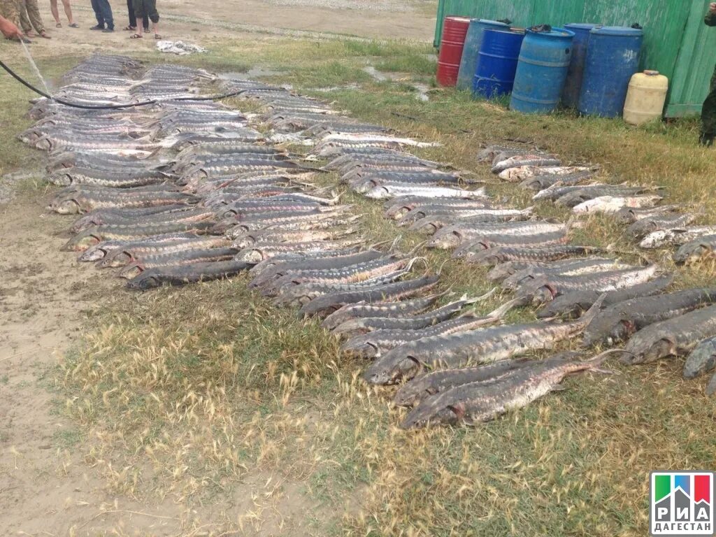 Рыбный рынок в дагестане. Рыбный рынок в дагестане. Рыбы каспия. Рыбный дагестан. Рыбхоз дагестан сулакский.