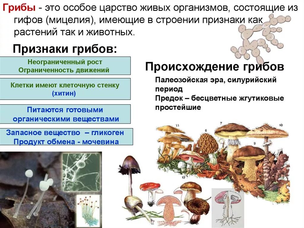 Отличительные особенности живых организмов. Признаки живых организмов растений животных. Характерные особенности животных. Признаки живого организма 5 класс биология таблица растения. Биология 5 кл царство живой природы.