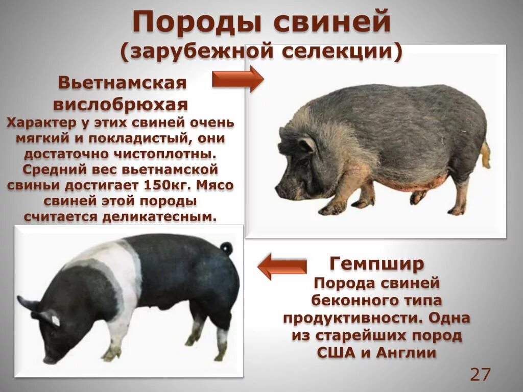 Какая порода поросят. Гемпширская порода свиней. Вьетнамская вислобрюхая свинья породы свиней. Характеристика породы свиней вьетнамцы. Вьетнамские вислобрюхие свиньи вес.