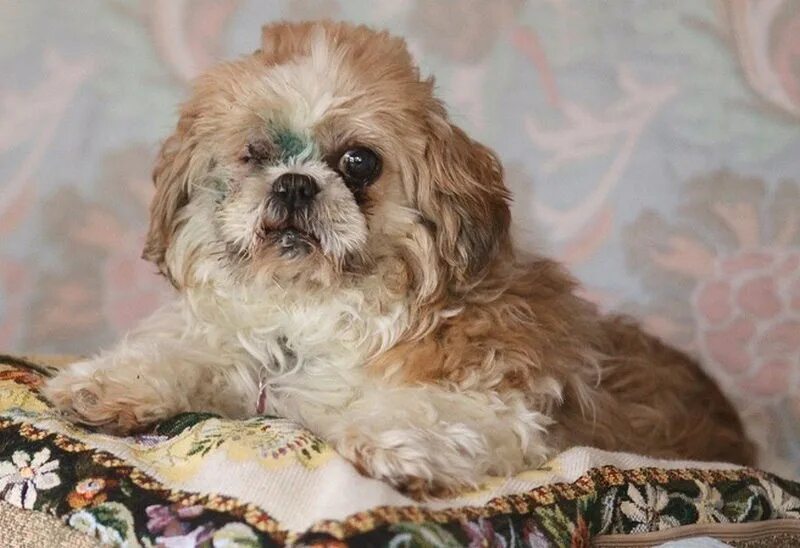 Команда помощи ши тцу и грифонам. Команда помощи ши тцу и грифонам. Ши тцу мини белая. Ши-тцу идеал. Скелет собаки ши тцу.