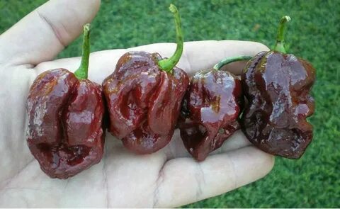 Peppers 10