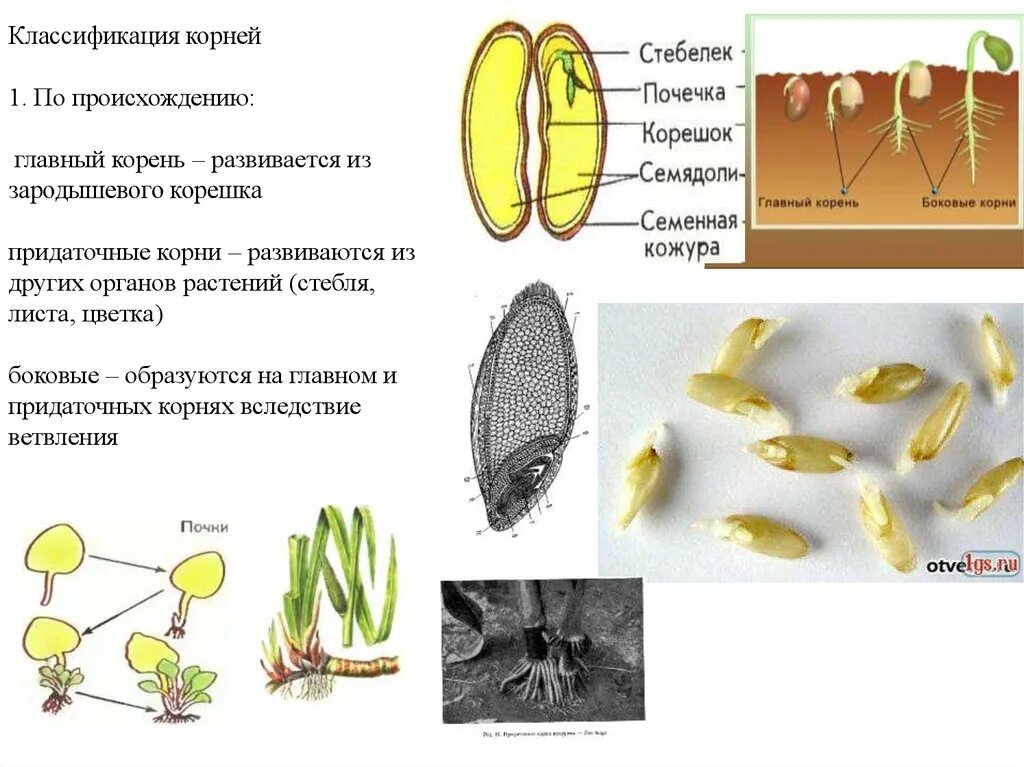 Что формируется при прорастании из зародышевой почечки. Корешок зародыша растения. Корни зародышевого корешка придаточные развиваются главный.