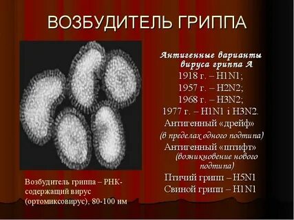 Возбудитель гриппа является