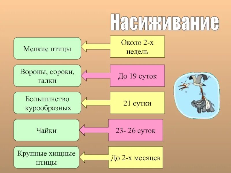 Годовое изменение в жизни животных. Годовой цикл жизни птиц. Годовой жизненный цикл и сезонные явления в жизни птиц. Годовой жизненный цикл птиц 7. Сезонные явления в жизни птиц.