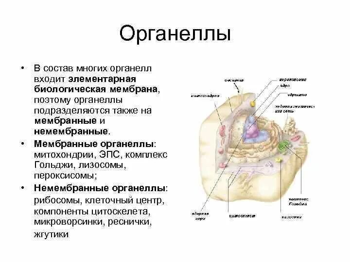 Органел. Органеллы клетки. Образование органелл клетки. Органел. Строение клетки оболочка цитоплазма органоиды включения.