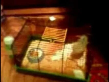 Как прокачать хомяка в hamster kombat быстро