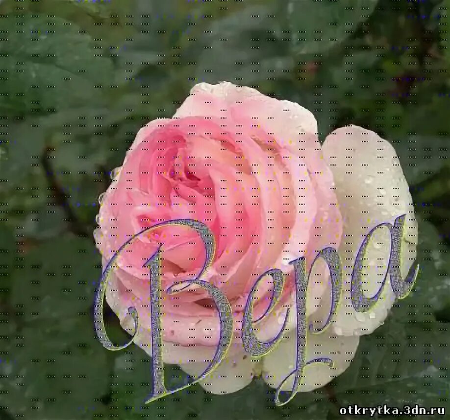 Верочка надпись. Красивые цветы для веры. Верочка фото. Верочка фото. Букет для верочки.